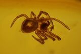 Detailed Fossil Spider, Springtail and Fly in Baltic Amber #128340-2